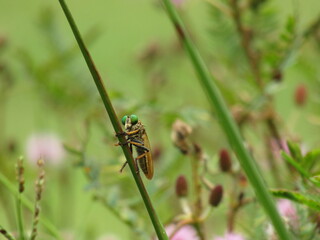 wasp on a leaf
