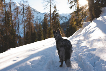 cane in montagna sulla neve 