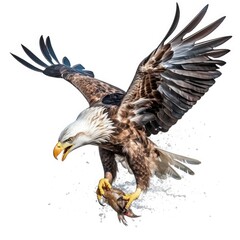 Fototapeta premium Eagle isolated on a white background