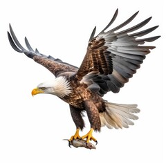 Obraz premium Eagle isolated on a white background