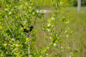Red-winged Blackbird Perched In A Tree In Spring
