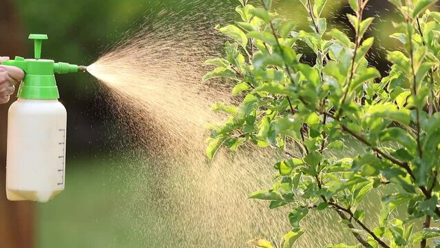 Spraying tree with insecticide against pests and diseases in the garden using crop sprayer