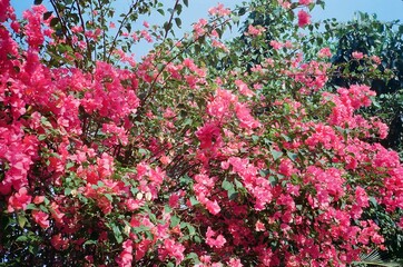 View of bougainvillea glabra flowers shrub with branch and green leaves. No people.