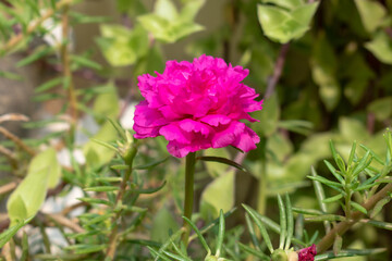 Fototapeta premium Purple Moss-rose flower