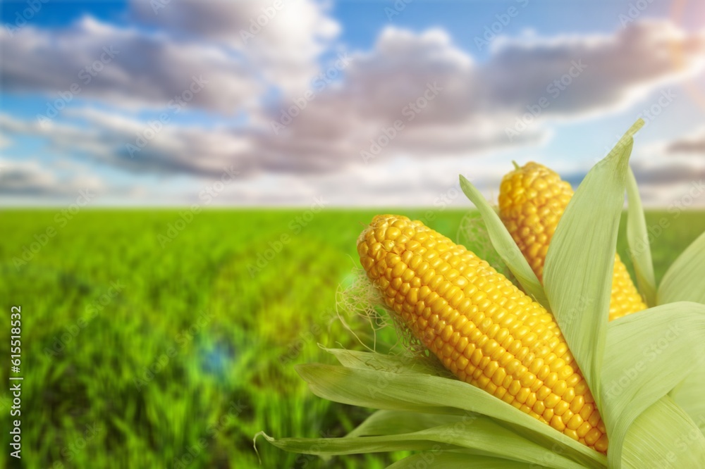 Poster Tasty fresh ripe yellow corn cobs in field