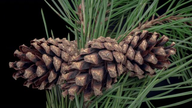 Timelapse of pine cones opening. Beautiful pine branch with three cones on black background