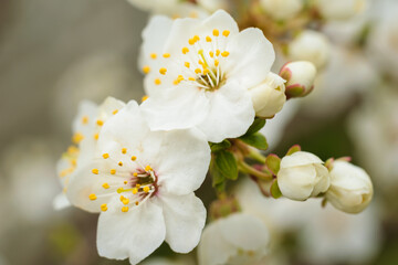 Białe, rozkwitnięte kwiaty mirabelki w zbliżeniu © ikrak