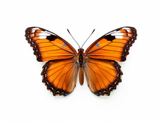 Fototapeta premium Illustration of a beautiful butterfly isolated on white background. The flap is expanded showing the entire pattern on the flap.