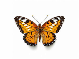 Fototapeta premium Illustration of a beautiful butterfly isolated on white background. The flap is expanded showing the entire pattern on the flap.