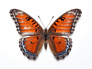 Fototapeta premium Illustration of a beautiful butterfly isolated on white background. The flap is expanded showing the entire pattern on the flap.