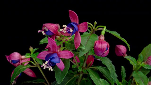 Blooming Fuchsia Time Lapse. Beautiful pink flowers of Fuchsia blooming on black background