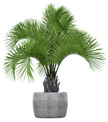 Palm tree leaves in a pot or Green houseplant. Png transparency