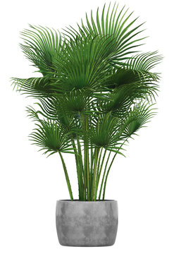 Kentia palm tree in pot or Houseplant isolated. Png transparency