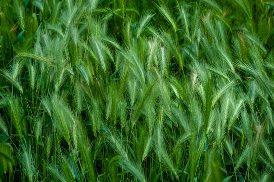 background image of green ears of grass