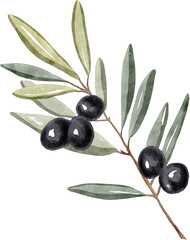 Watercolor olive tree branch with black olives and leaves. Hand painted botanical floral illustration Editable for design, banner, cover, book, recipe, print, fabric.