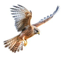 Flying kestrel isolated on the transparent background PNG. AI generative.	