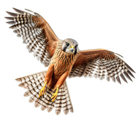 Flying kestrel isolated on the transparent background PNG. AI generative.	