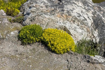Goldmoss Stonecrop (Sedum acre) known as  Goldmoss Sedum, or Golden Carpet Stonecrop. Native to Europe, naturalised in North America, Japan, and New Zealand.