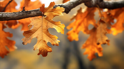 Fototapeta premium Colorful autumn oak leaves in sunlight.Created with Generative AI technology.