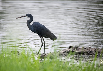 A heron wading in a pond looking for some fish