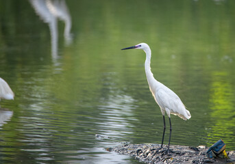 A heron wading in a pond looking for some fish