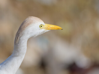 A large egret rummaging through a garbage heap