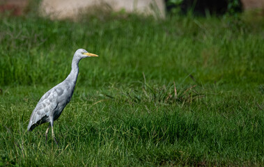 A cattle egret