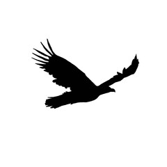 Eagle in the sky. Eagle in thesky silhouette. Black and white eagle illustration.