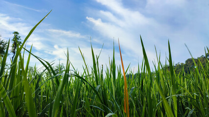 Fototapeta premium Leaf shoots of Rice plant (Oriza sativa) in paddy field with blue sky background 