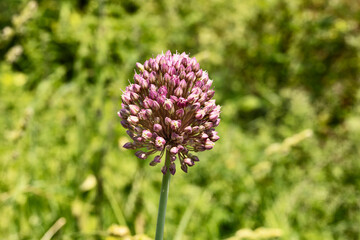 Wild leek purple flower