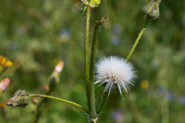 Seedhead of sonchus flower