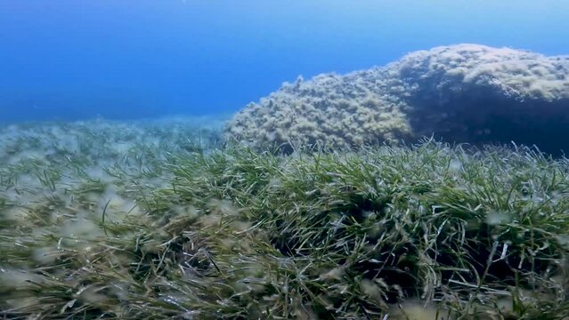 4k video of seagrass in the Mediterranean Sea in Comino, Malta