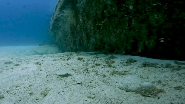4k video of a Wide Eyed Flounder (Bothus podas) on the sea floor in Comino, Malta
