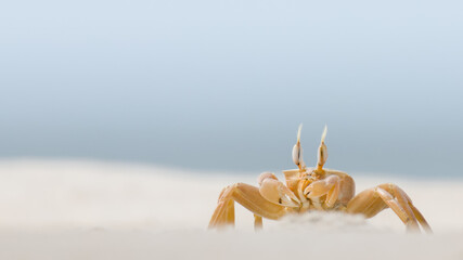 Ocypode Ghost Crab on a white sandy beach