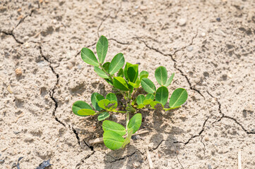 畑に植えた落花生の苗