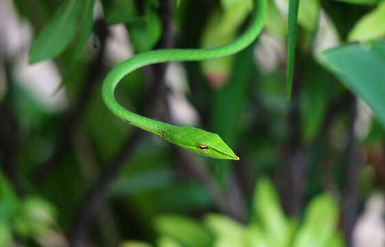 Closeup of a Vibrant Green Ahaetulla Prasina or Oriental Whip Snake in the Urban Garden