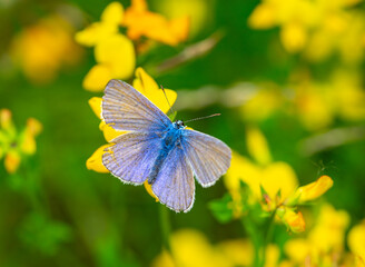 lycaenidae butterfly on yellow flower