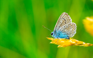 lycaenidae butterfly on a flower