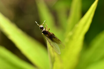 A female ant with wings sits on the grass.