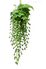 fern leaf isolated on white
