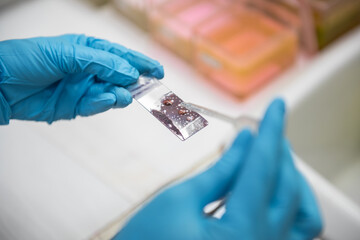 Medical scientists preparing cytology slides for pathologists to diagnose in hospital.