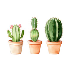 3 cactus isolated on white
