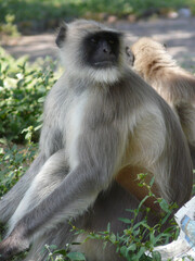 Monkey from Ellora caves, Aurangabad, India