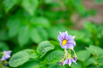 畑のキタアカリの花