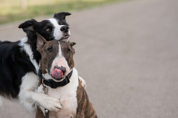 Fototapeta premium Black and white border collie hugging a brindle bull terrier on a walk. 