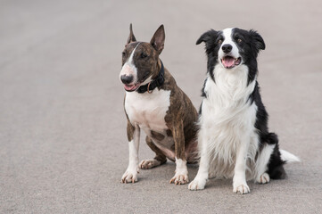 Black and white border collie and brindle bull terrier sit on a walk. 