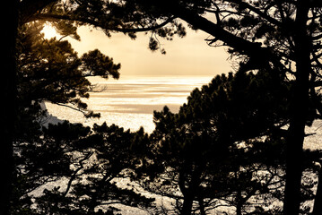 Beautiful seascape view among the silhouette of pine trees at sunset