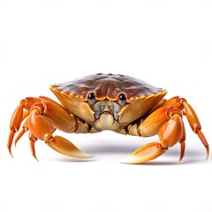 crab on white background