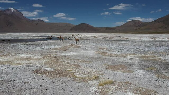 aerial view of a group of vicu&ntilde;as gathered together in a salt flat. 