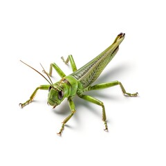 grasshopper